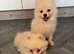 Pomeranian male puppy