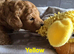 Cavapoo pups fb1