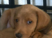 Beautiful happy F1 Labradoodle puppies