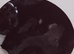 2 Black kittens