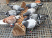 Young racing pigeons long and middle distance