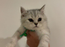 Stunning British Shorthair Kittens