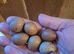 Baby chinese painted button quail