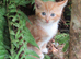 PRETTY FARM REARED KITTENS