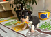 Chihuahua puppies