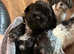 5 week old Female Shih Tzu x Lhasa Apso