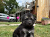 Puppies