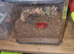 Theraphosa blondi Theraphosa blondi Goliath Birdeater tarantula Unsexed with set up