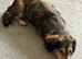 Loving home wanted for Dachshund mix