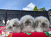Stunning Mini Lion Lop Boys
