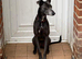 Whippet x lurcher