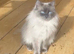 STUNNING MINK LILAC RAGDOLL FEMALE