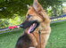 1 year old German shepherd girl