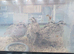 Bobwhite Snowflake hens