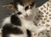 Kittens still available