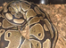 3 royal pythons 2 females and 1 male