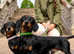 4kg Champion Sired KC STUD ONLY