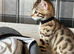 Bengal kittens
