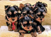 Beautiful Yorkshire terrier pups