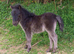 Tawna Murphy Show Quality Registered Miniature Colt Foal