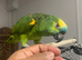 Amazon blue