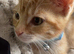 12 month old kitten