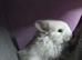 Male chinchilla