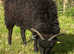 Hebridean ewe