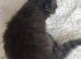 Beautiful Scottish fold kittens