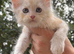 Maine coon kittens tica reg beautiful blues and black