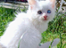 Maine Coon Kittens White and Smoke