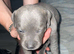 3 beautiful staff puppies