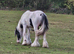 8mth old colt colored cob