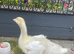 Young male goose