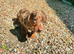 ️Miniature Dachshund Puppies