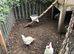 Job lot of chickens to go