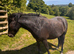 Two Dartmoor Hill Fillies for Sale