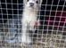 Female ferret kit