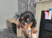 Minature dachshunds
