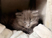 Adorable 7-week-old kittens ready for loving home