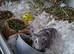Guinea pig and cagec