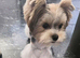Biewer terrier puppy
