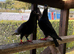 Black racing pigeon