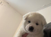 Akita