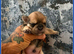 Gorgeous imperial Shih Tzu