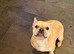 Beautiful frenchie girl