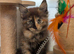 5 beautiful Maine coon kittens