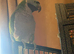 Female Lord derbyan parrot (Semi tamed)