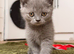 British shorthair kittens