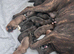 Pedigree Boxer Puppies looking for their forever homes